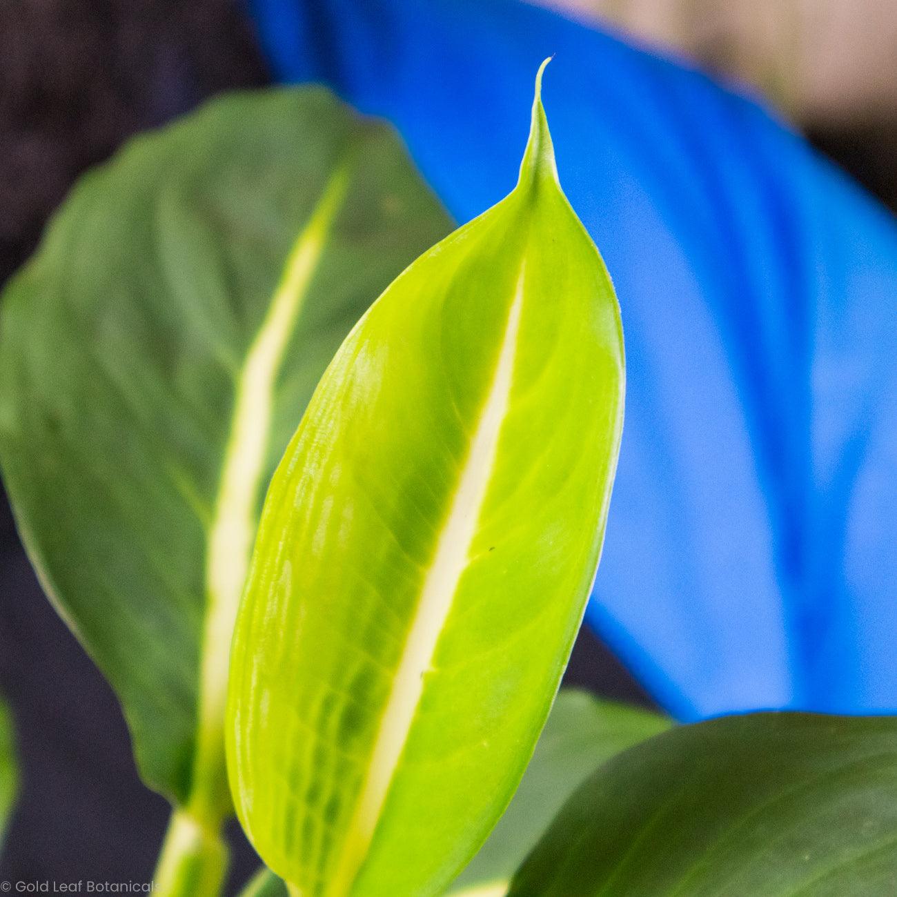 Dieffenbachia Green Magic - Gold Leaf Botanicals