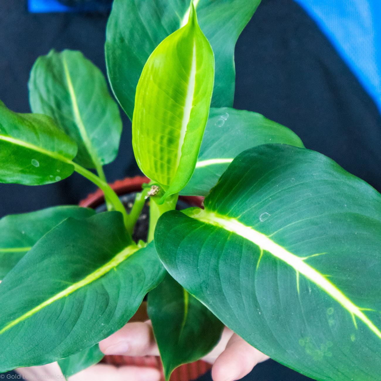 Dieffenbachia Green Magic - Gold Leaf Botanicals