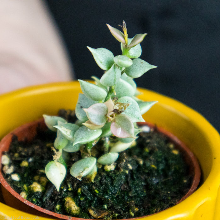 Dischidia Million Hearts Variegated foliage close up