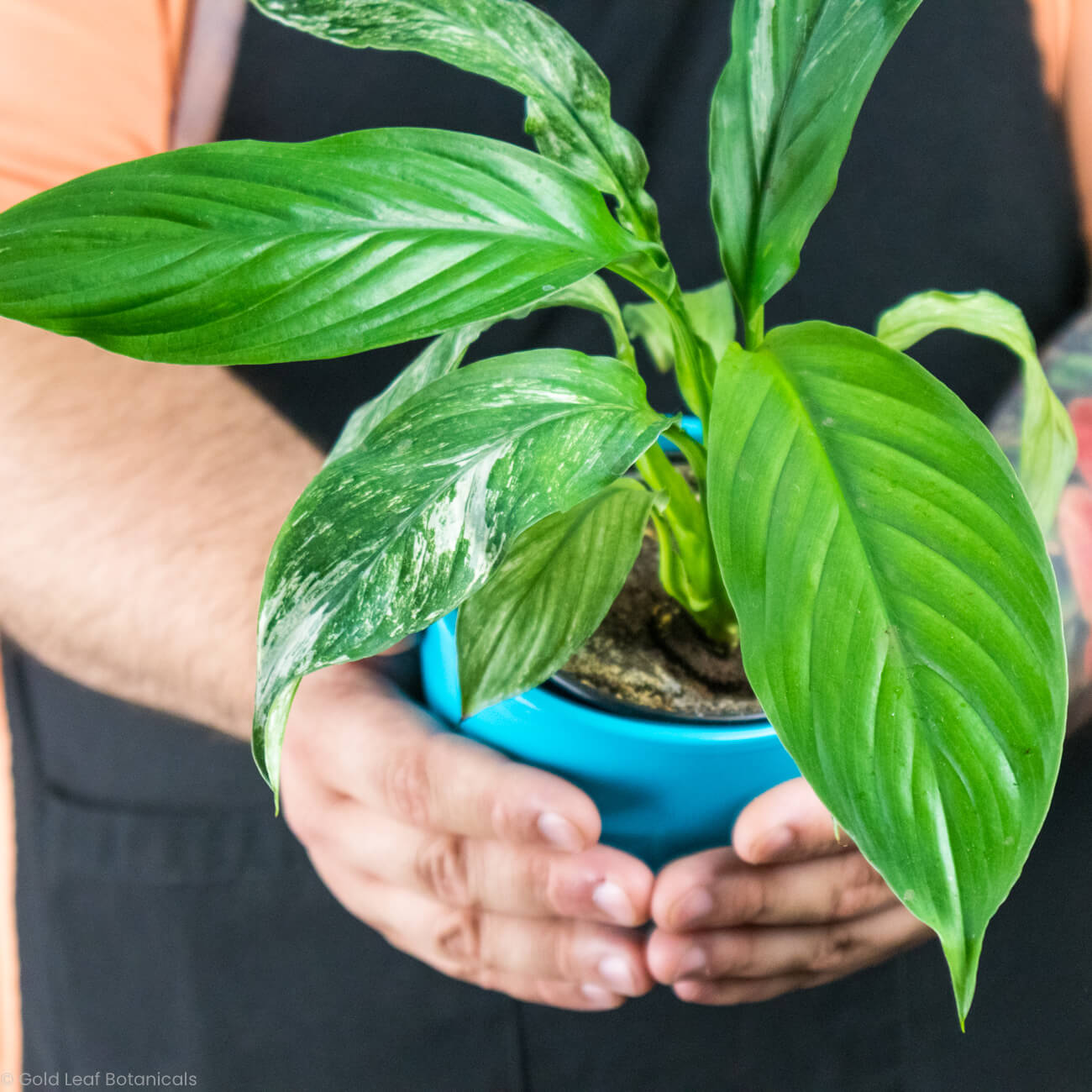 Domino Peace Lily (Spathiphyllum Domino)