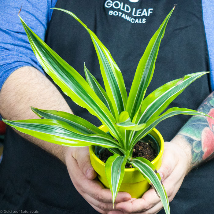 dracaena humidity Dracena Lemon Lime Plant Care