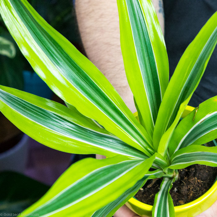 Dracena Lemon Lime
