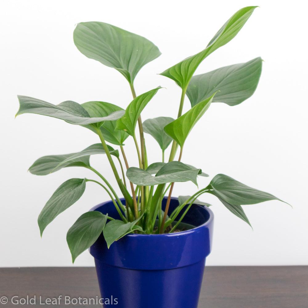 homalomena indoor plant care Emerald Gem (Homalomena) Care