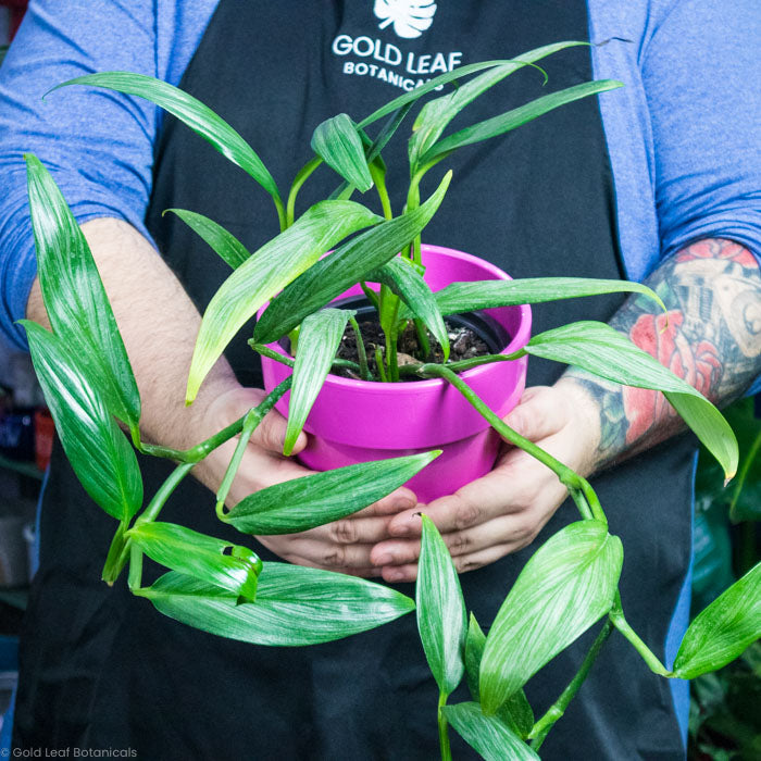 pothos amplissimum Epipremnum Amplissimum (Pothos amplifolia) Care