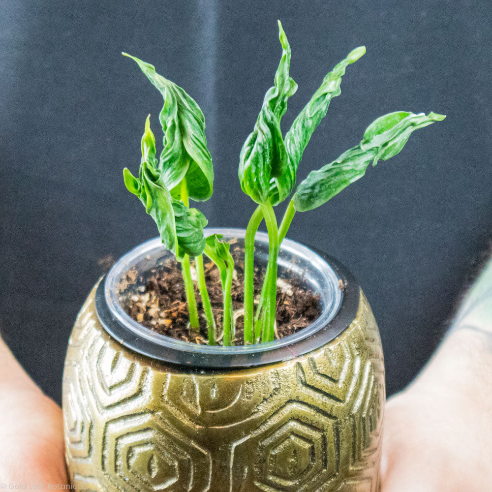 shangrila pothos Epipremnum Shangri La Care