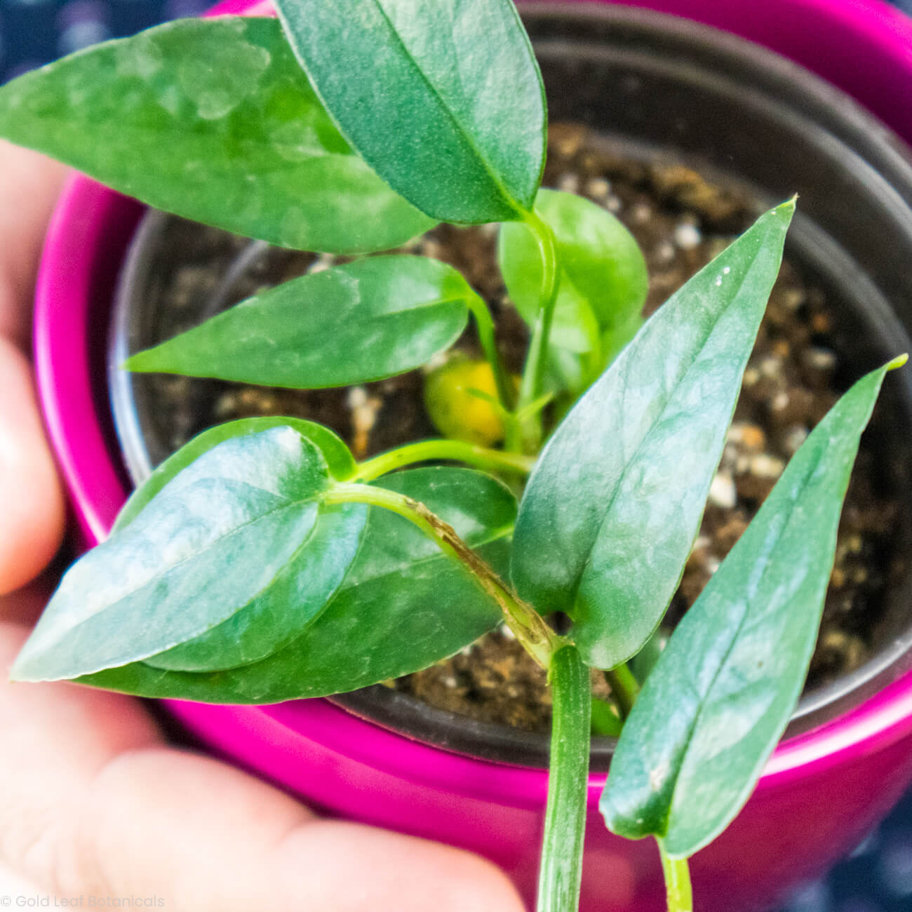 Epipremnum Pinnatum Green Sale