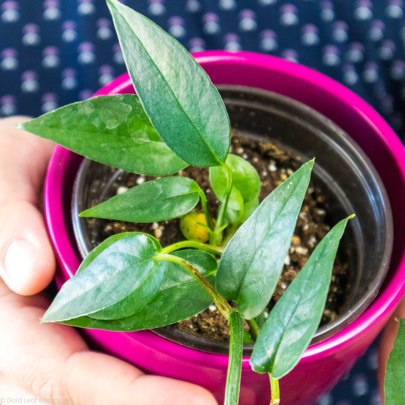 Epipremnum Pinnatum Green