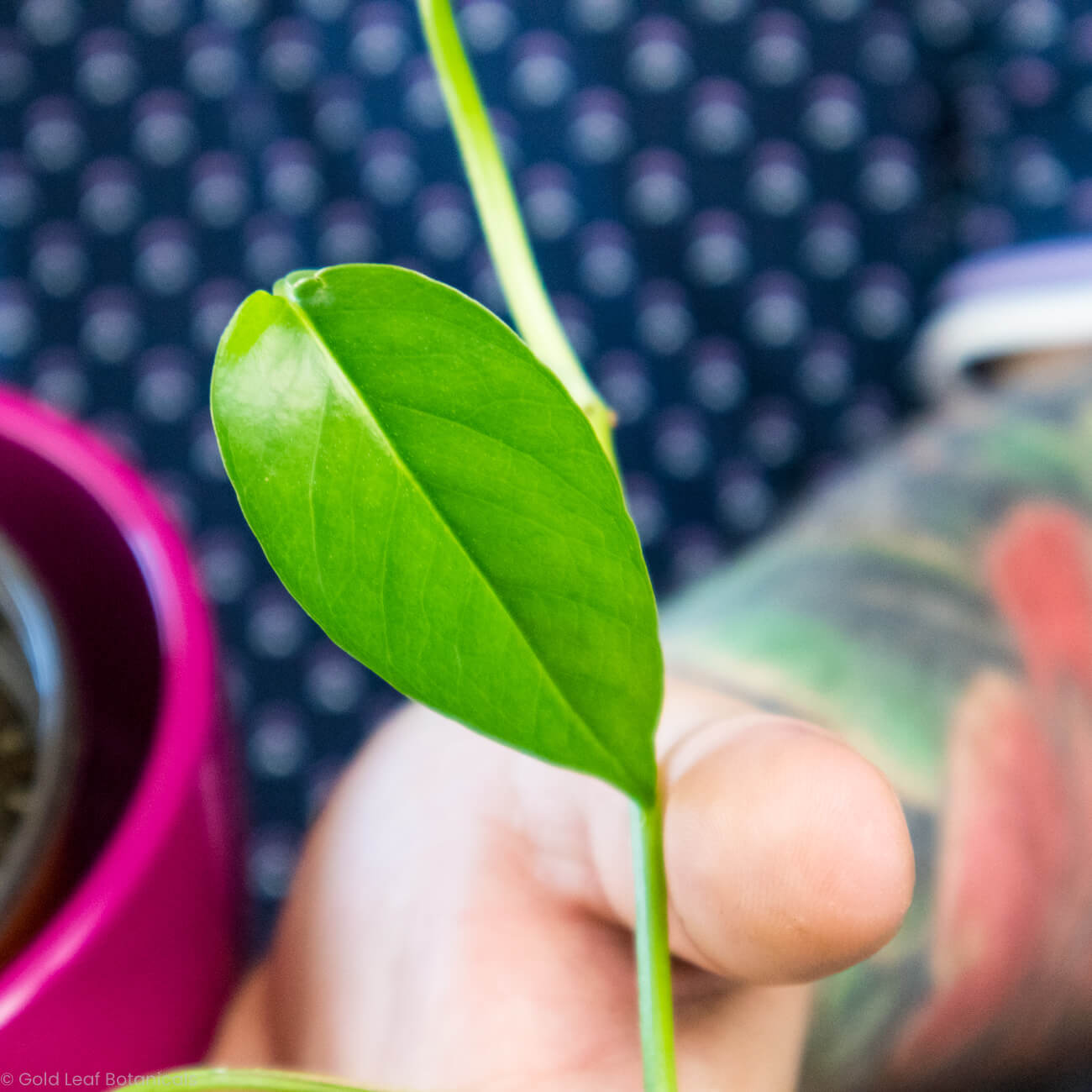 Epipremnum Pinnatum Green Care