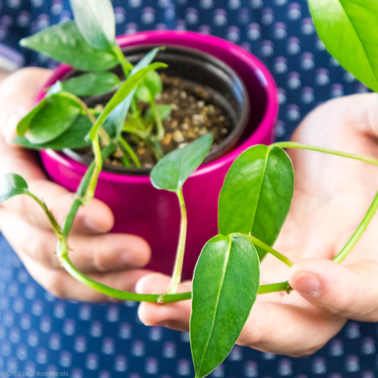 Epipremnum Pinnatum Green