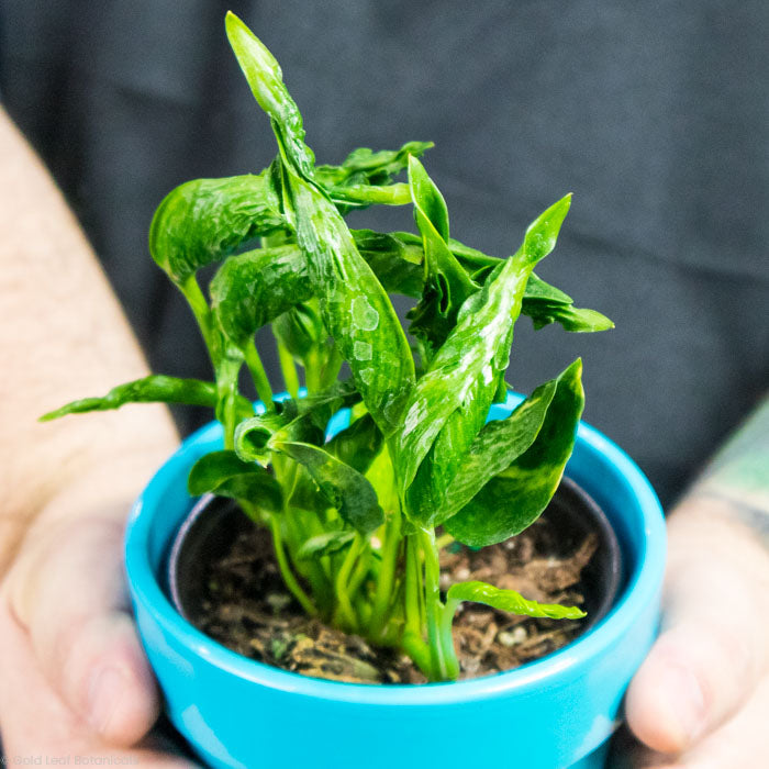 Epipremnum Shangri La Aurea