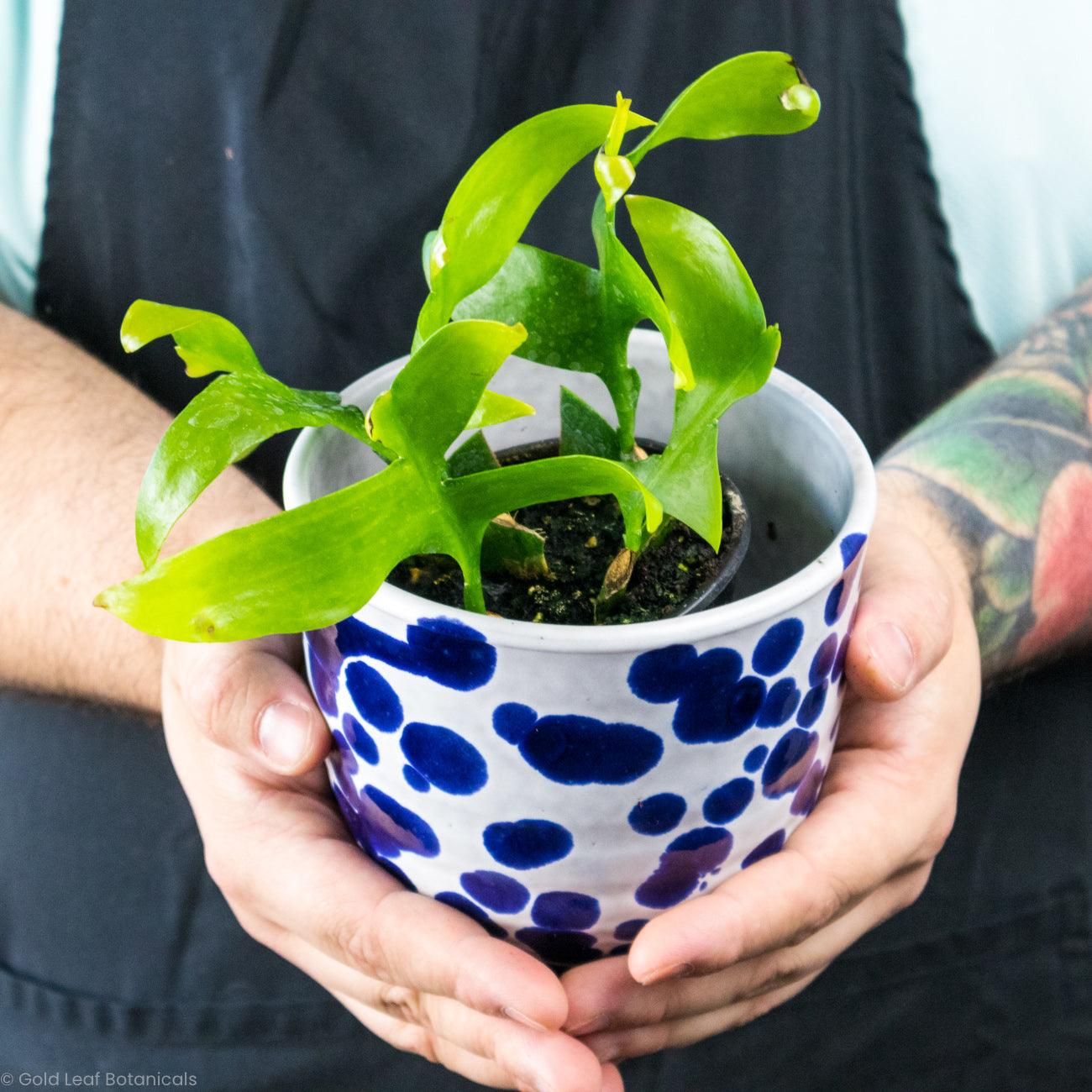 Fern Leaf Orchid Cactus - Gold Leaf Botanicals