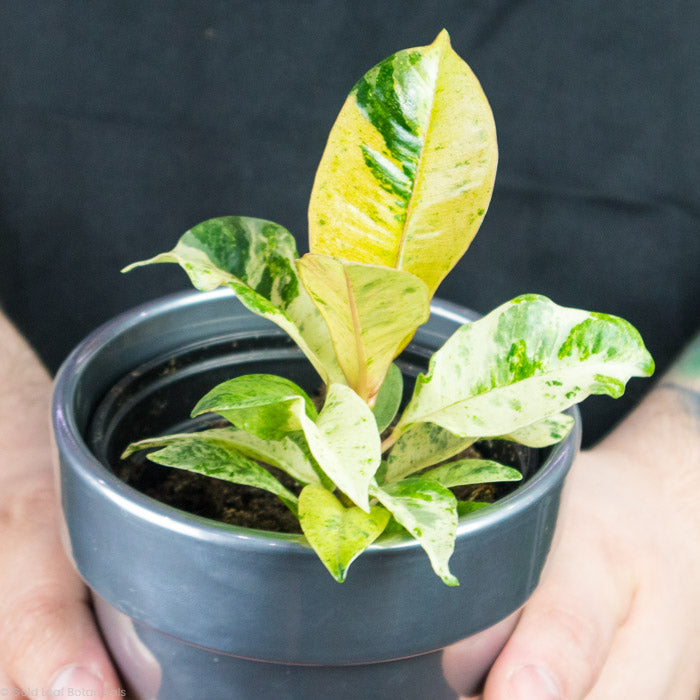 Ficus Shivereana in a plant pot
