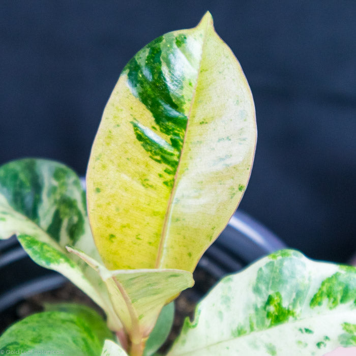 Ficus Shivereana zoomed in
