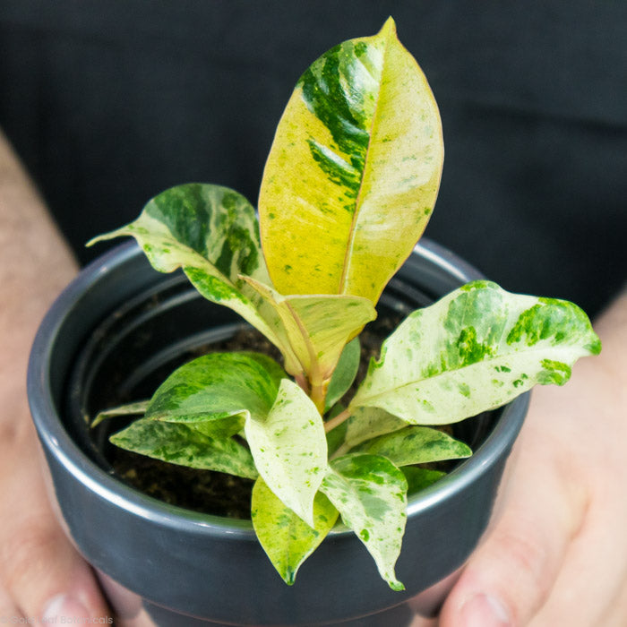 Ficus Shivereana leaf close up