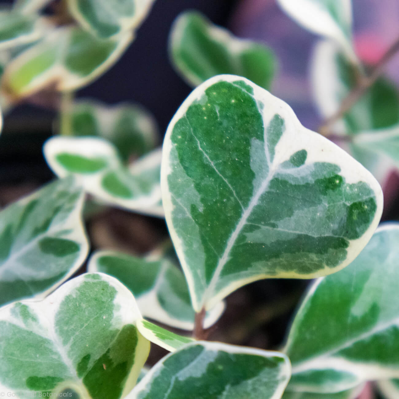Ficus Triangularis Variegata