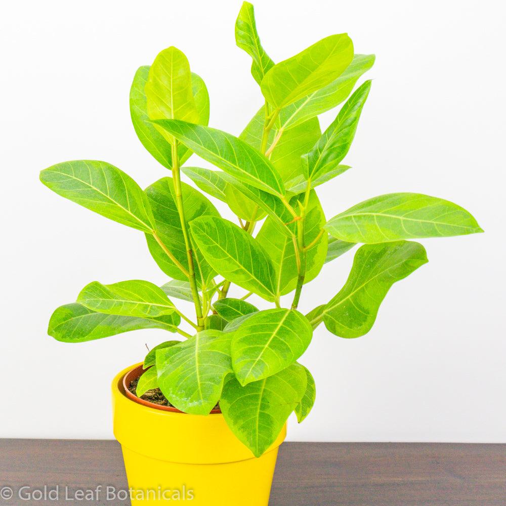 yellow gem ficus altissima Ficus Altissima Yellow Gem Care