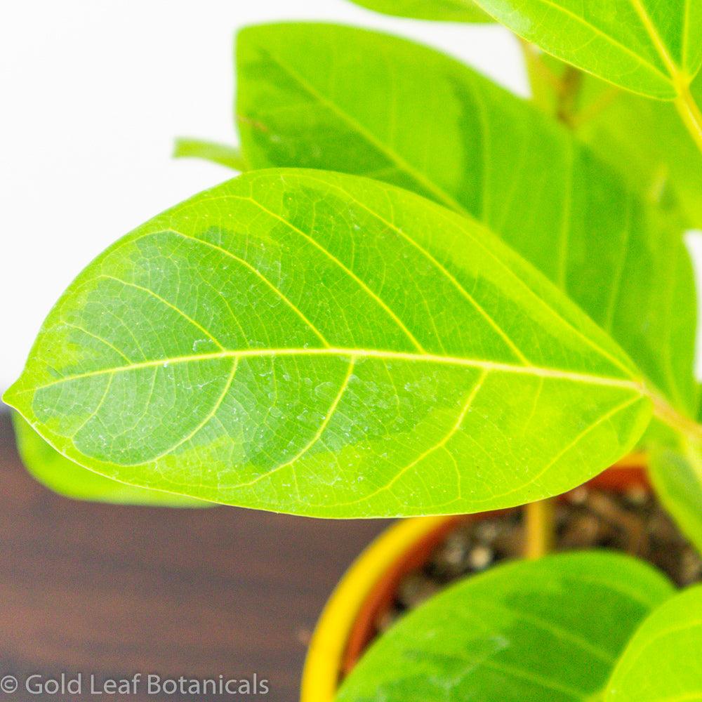Ficus Altissima Yellow Gem Ontario Canada