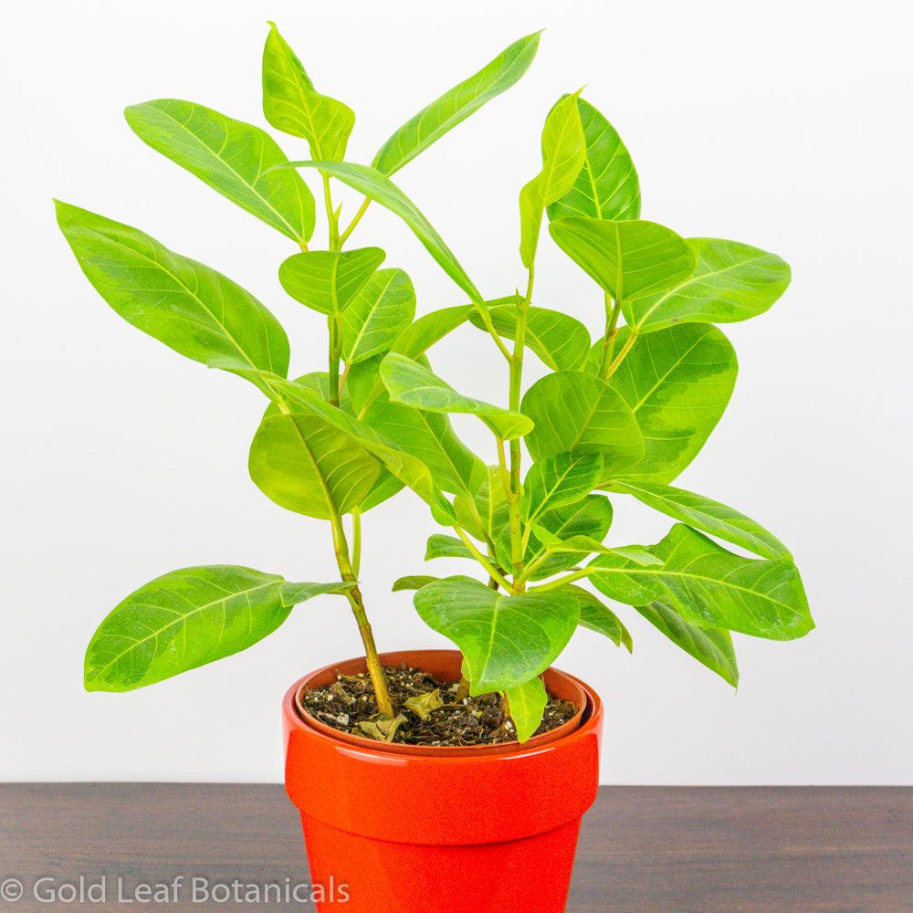 Ficus Altissima Yellow Gem Water