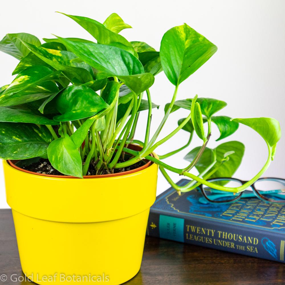 golden pothos humidity Golden Pothos (Devils Ivy) Care