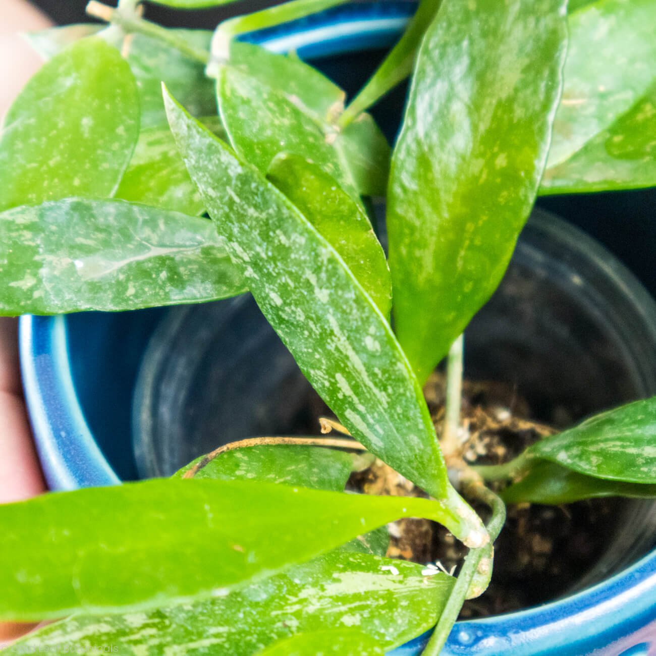 Hoya Gracilis Memoria