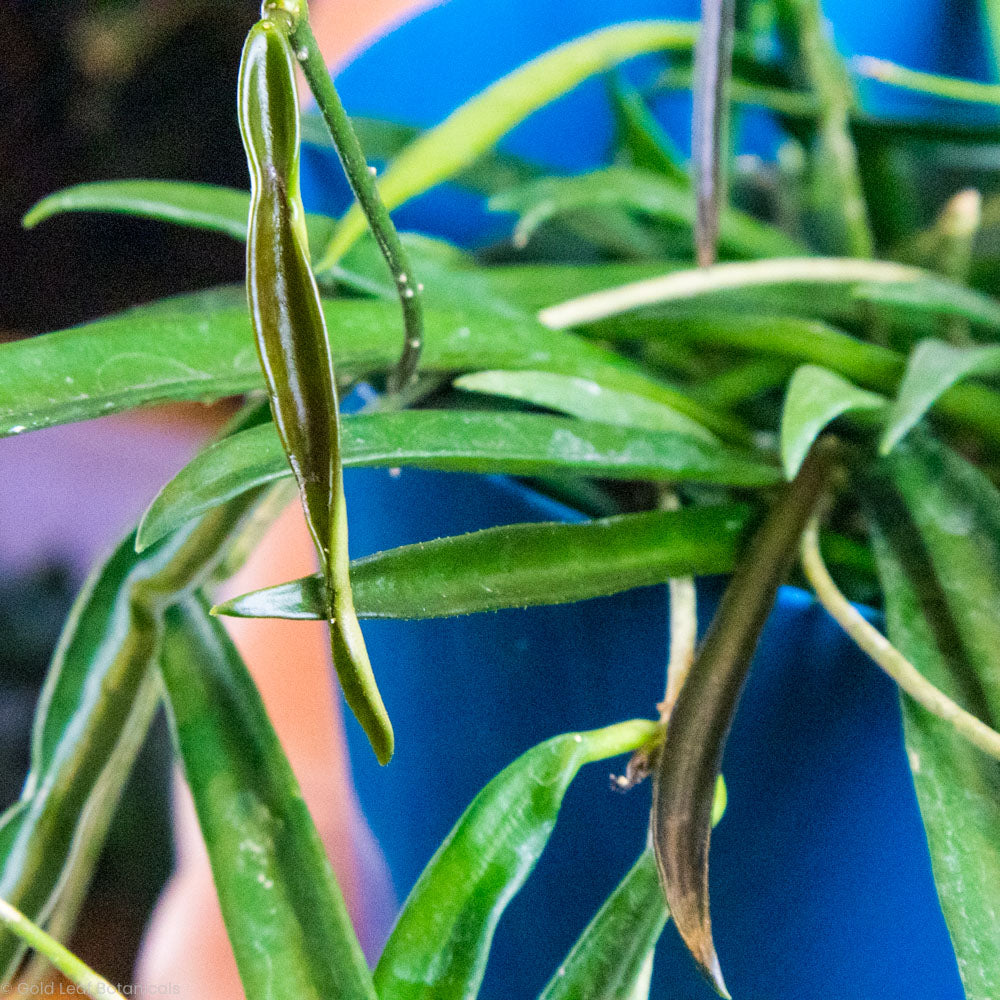 Hoya Shepherdii Care
