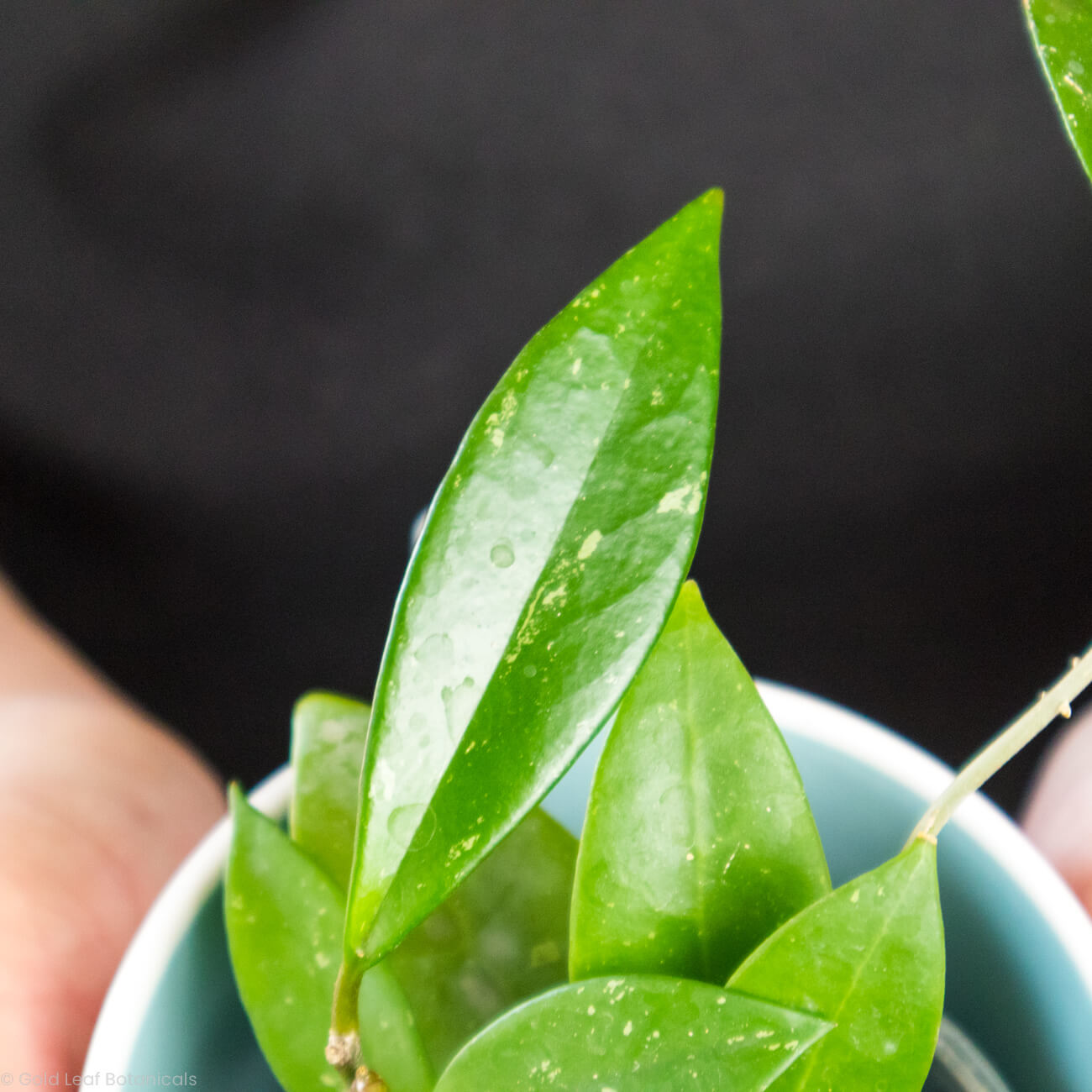 Hoya Pubacalyx