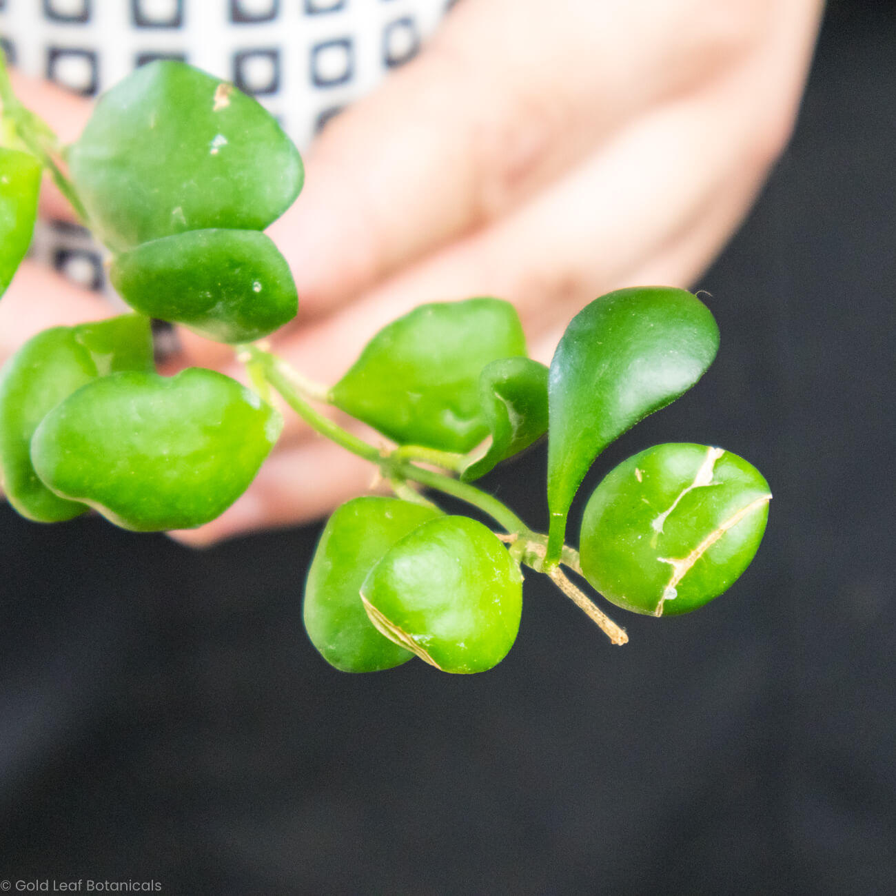 Hoya Heuschkeliana Water