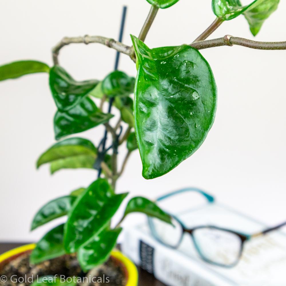 Hoya Carnosa Krinkle 8 for sale