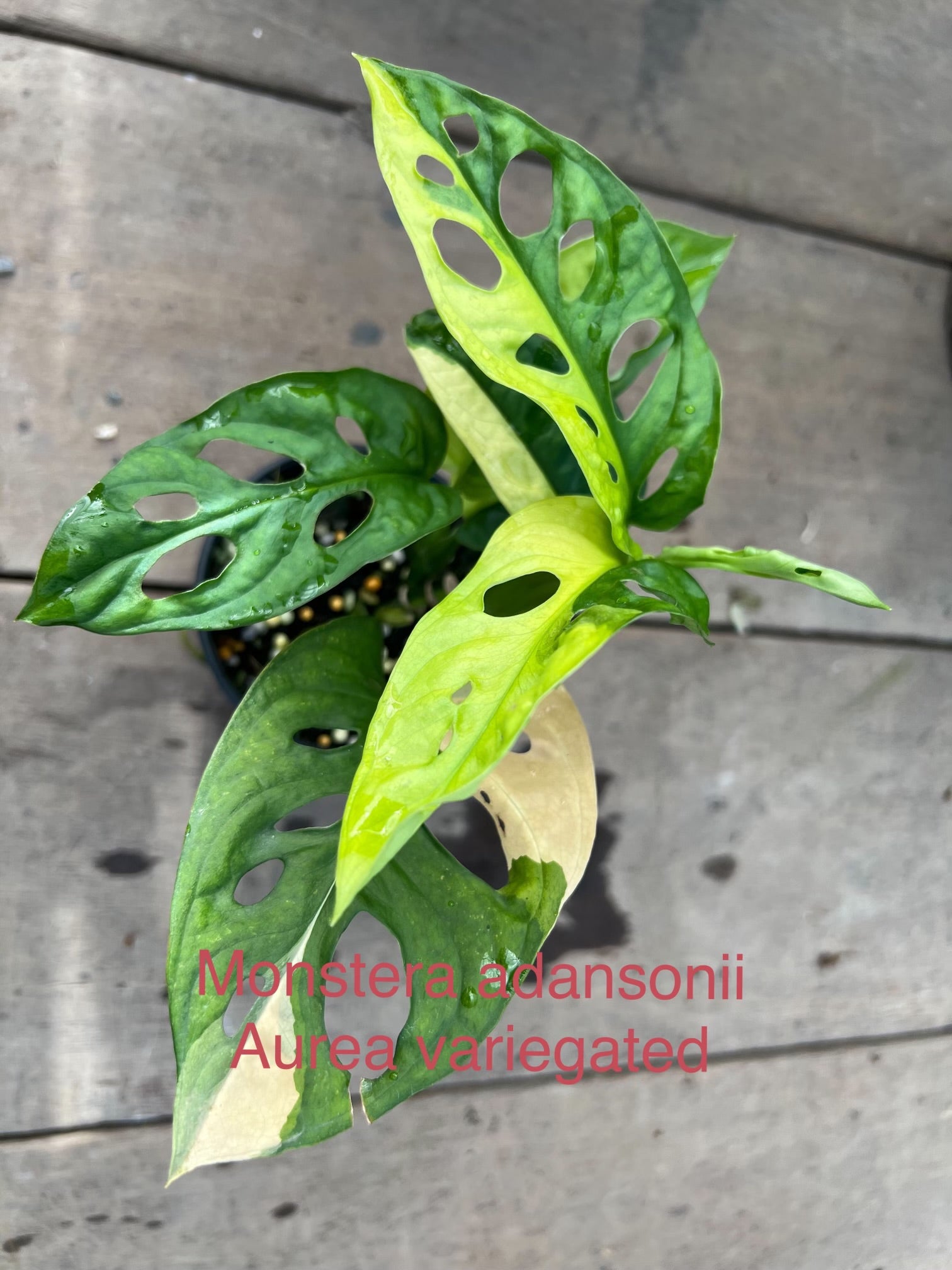 monstera adansonii singapore Monstera Adansonii Variegated Aurea