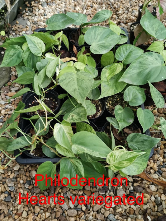 Philodendron Hearts Variegated 3 Leaves