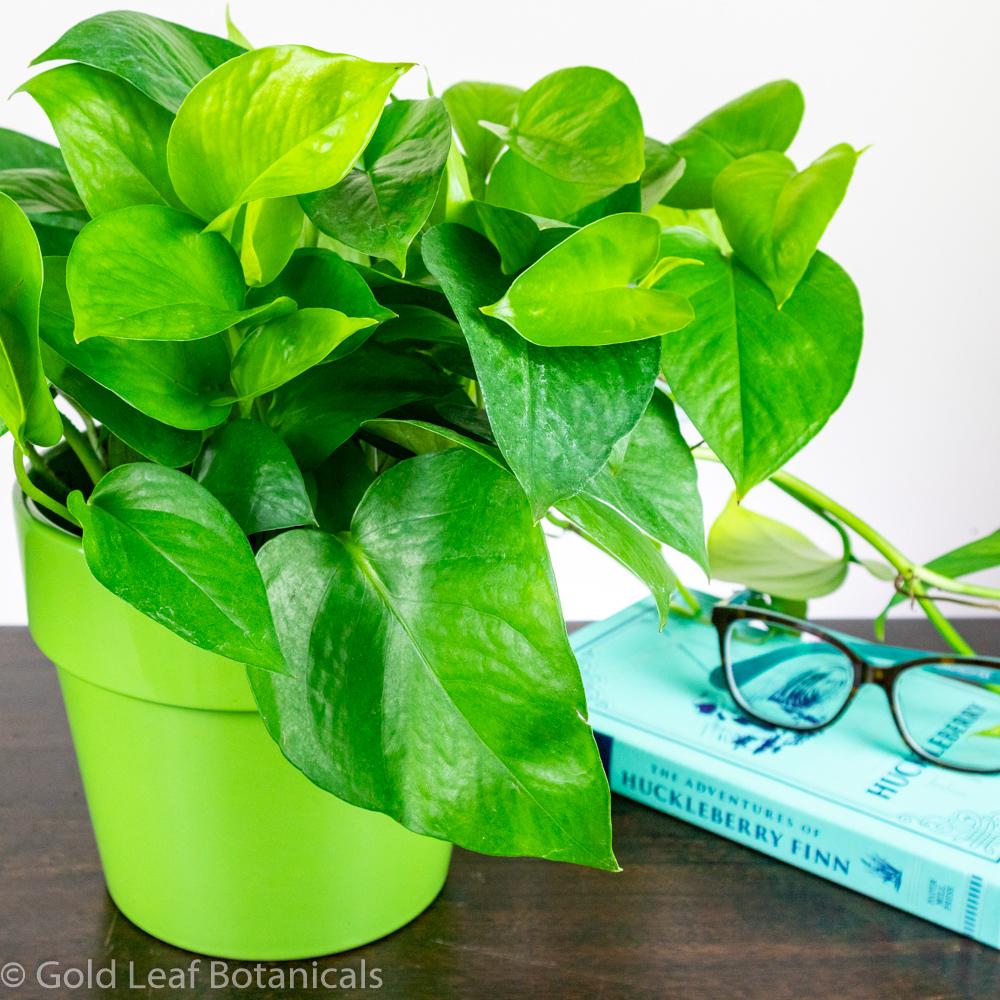golden jade pothos Jade Pothos (Epipremnum Aureum) Care
