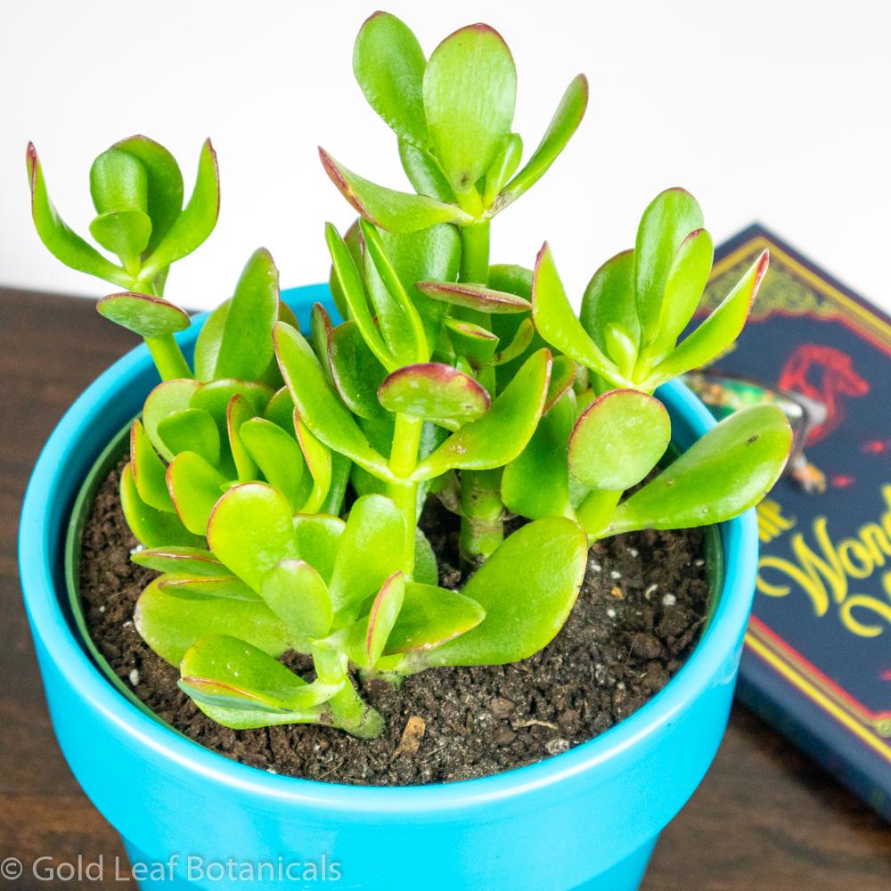 Jade Plant Red Tip - Gold Leaf Botanicals