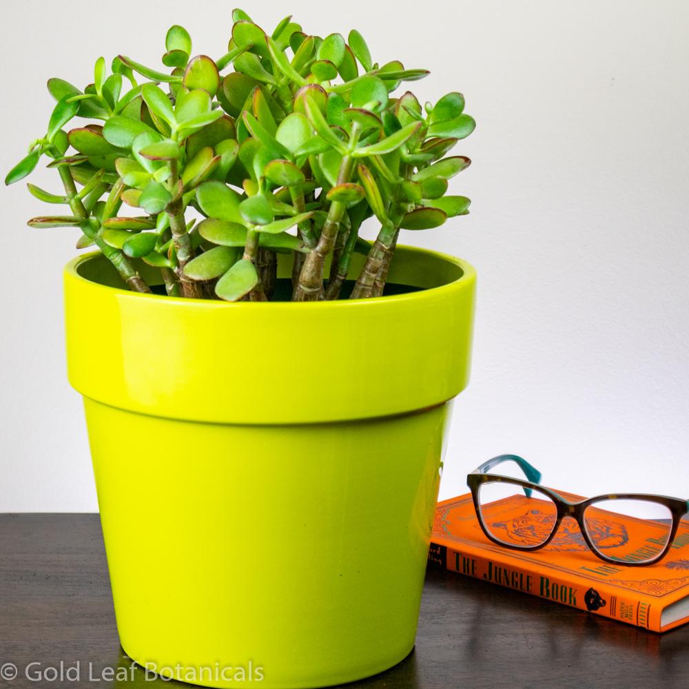 does jade plant like humidity Jade Plant (Red Tip) Care