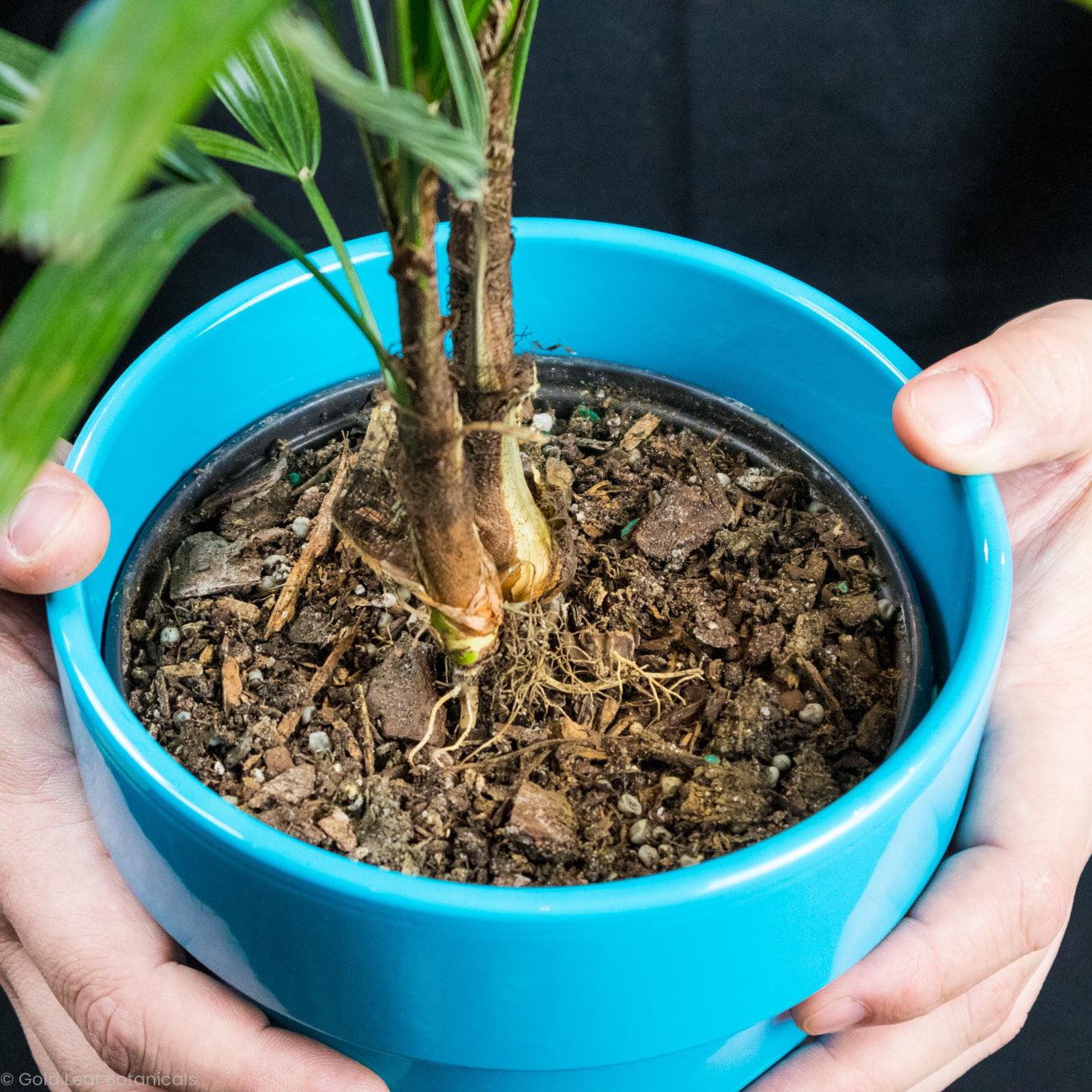 Lady Palm - Gold Leaf Botanicals