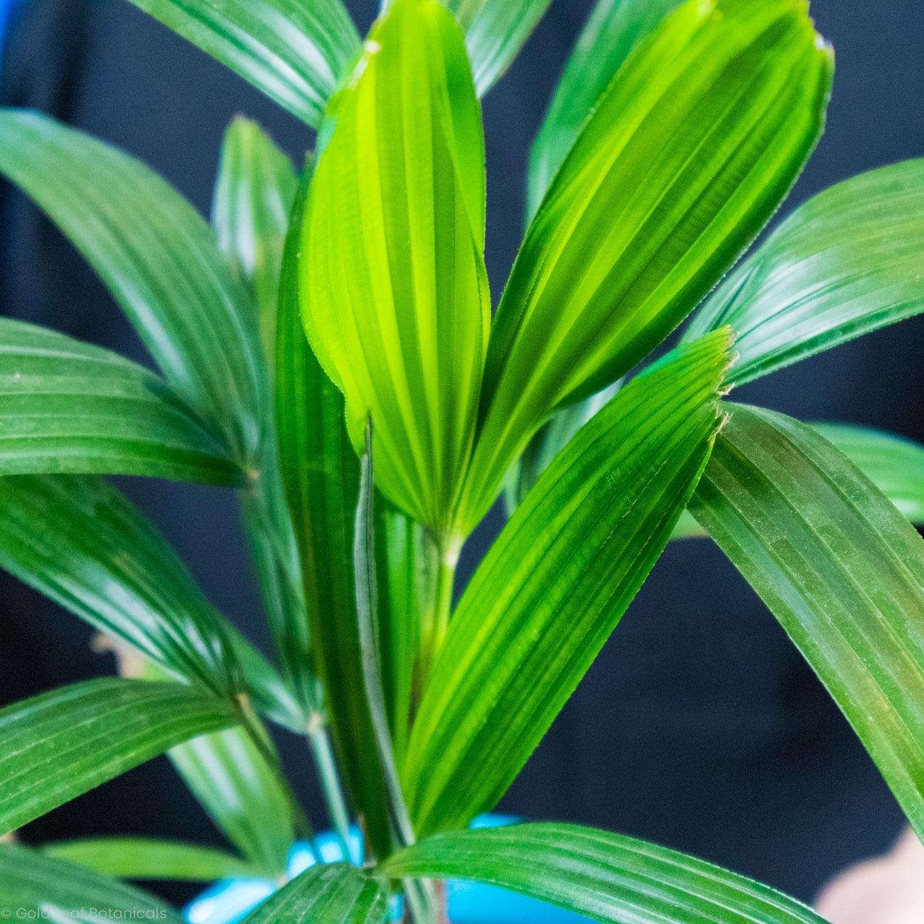 Lady Palm - Gold Leaf Botanicals
