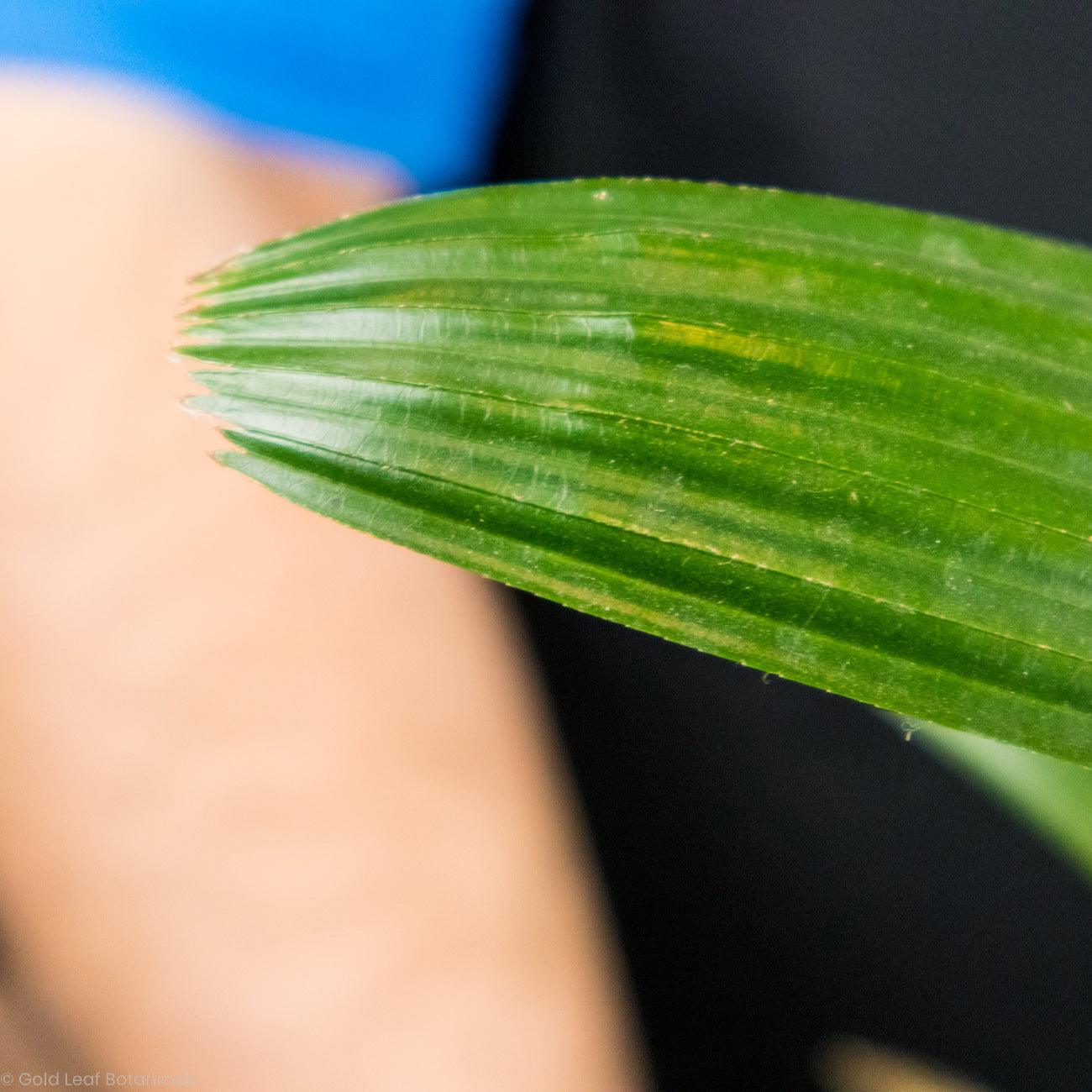 Lady Palm - Gold Leaf Botanicals