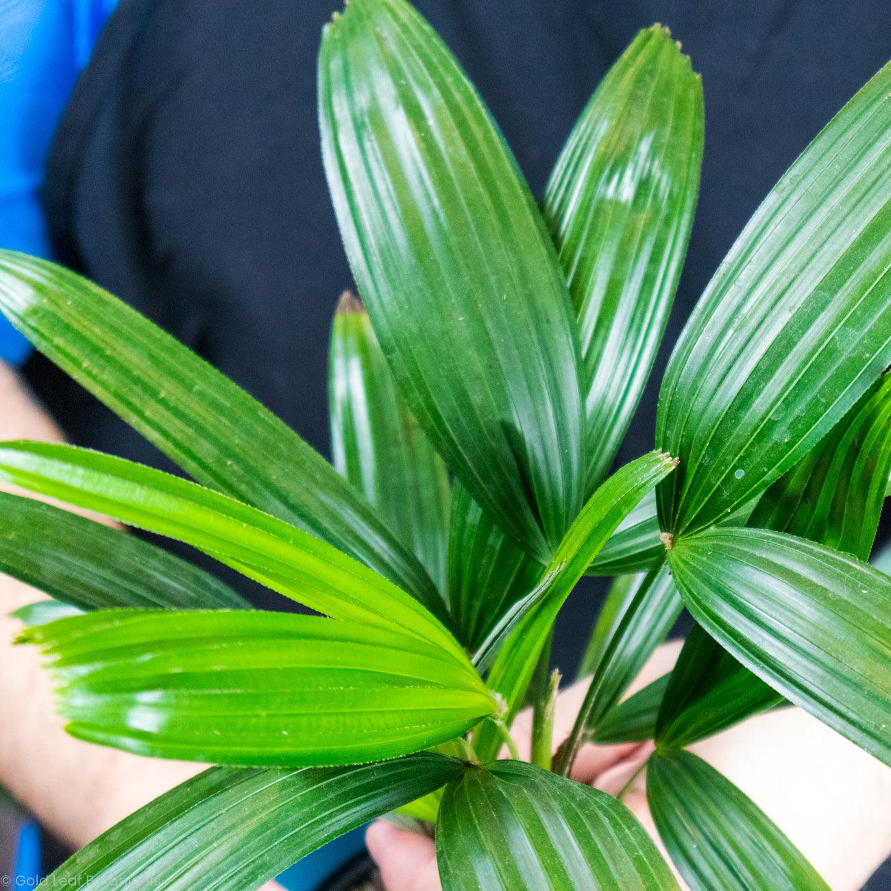 Lady Palm - Gold Leaf Botanicals