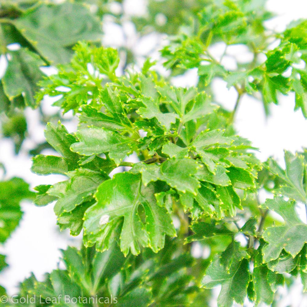 Ming Aralia Grow Guide
