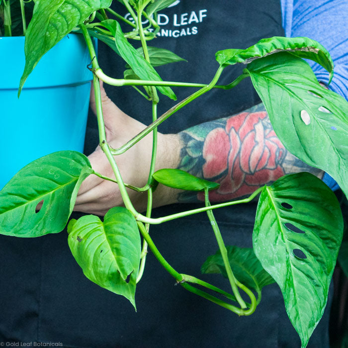 Monstera Paquisha