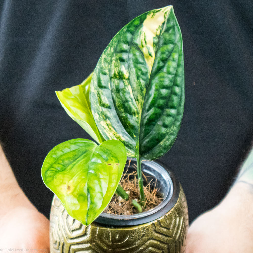 peru pothos Monstera Peru Variegated