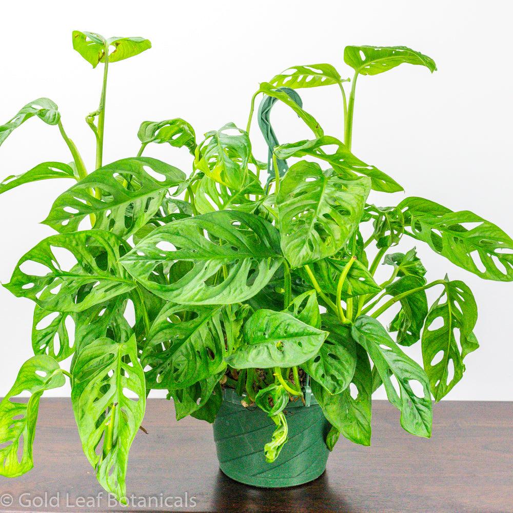monstera adansonii full sun 2024 Guide to Growing a Monstera Adansonii Wide Mouth – Gold Leaf Botanicals