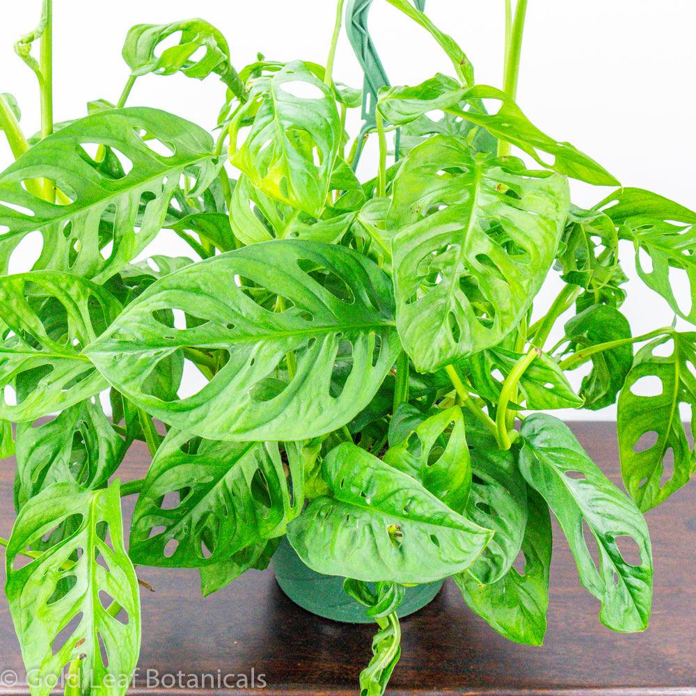 Monstera Adansonii Wide Mouth Care