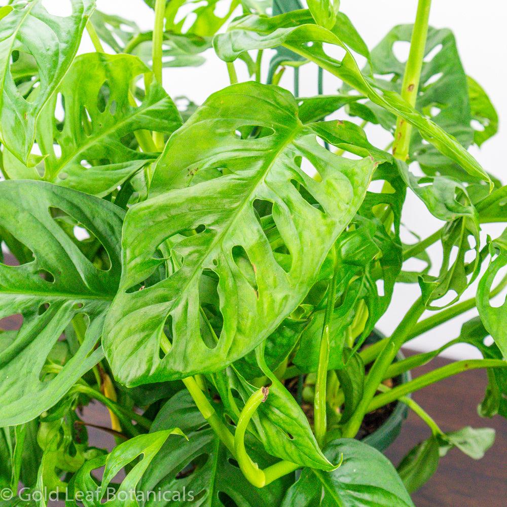 Monstera Adansonii Wide Mouth Water Requirements