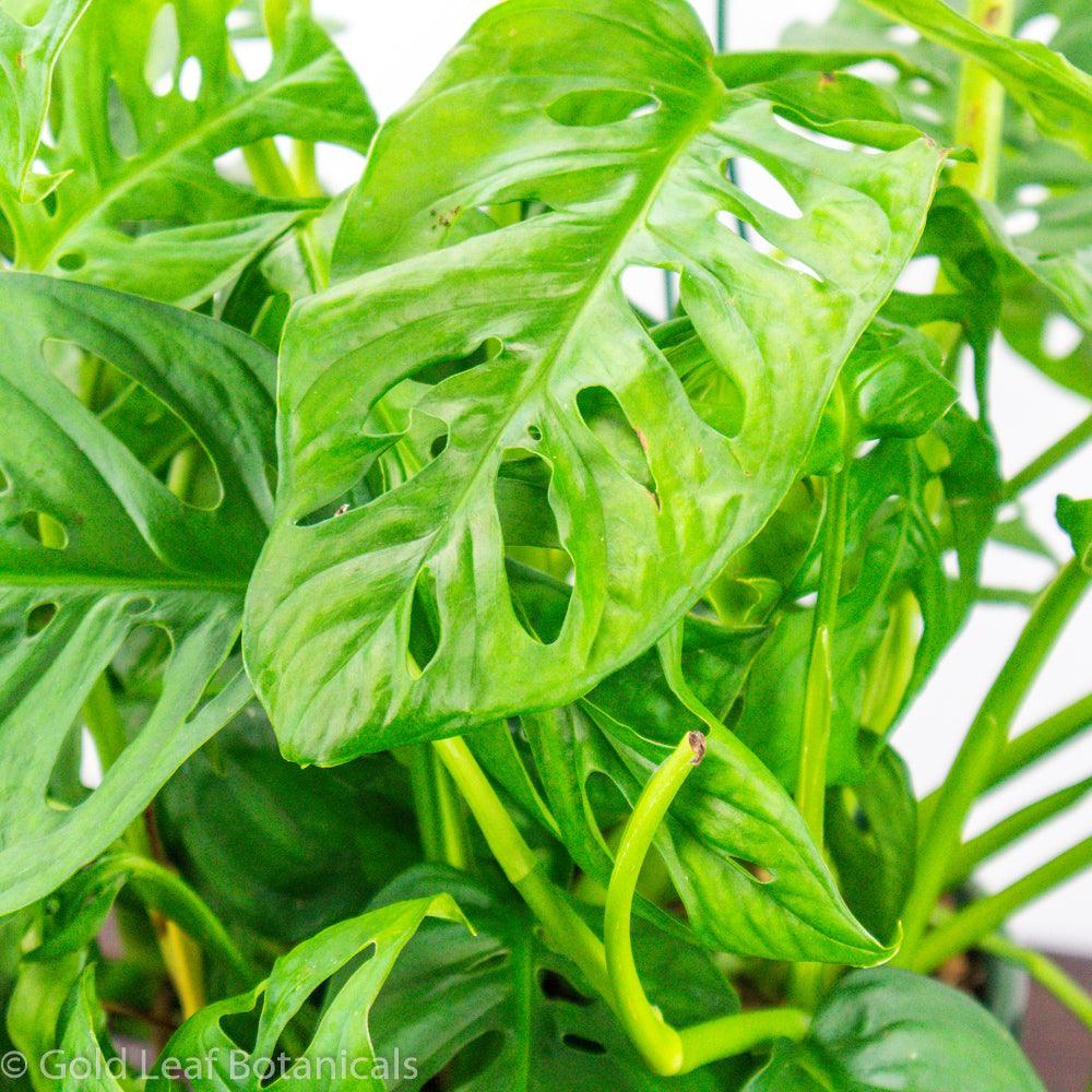 Monstera Adansonii Wide Mouth Sun Requirements
