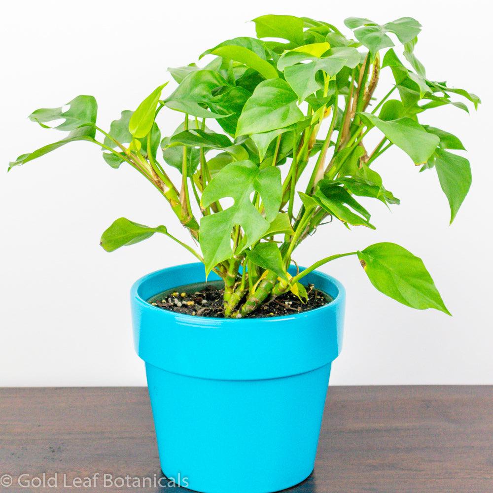 Monstera Minima Care Instructions