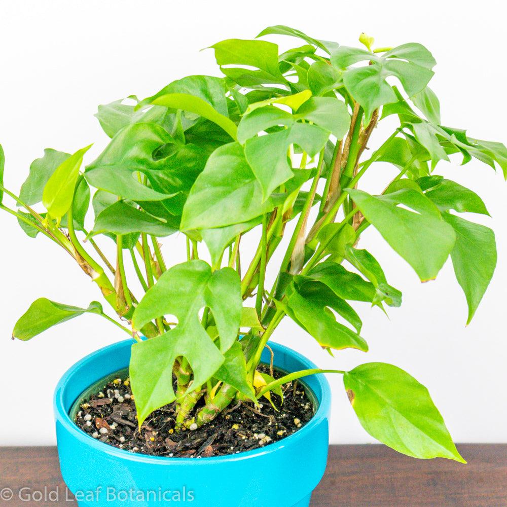Monstera Minima Sun Requirements