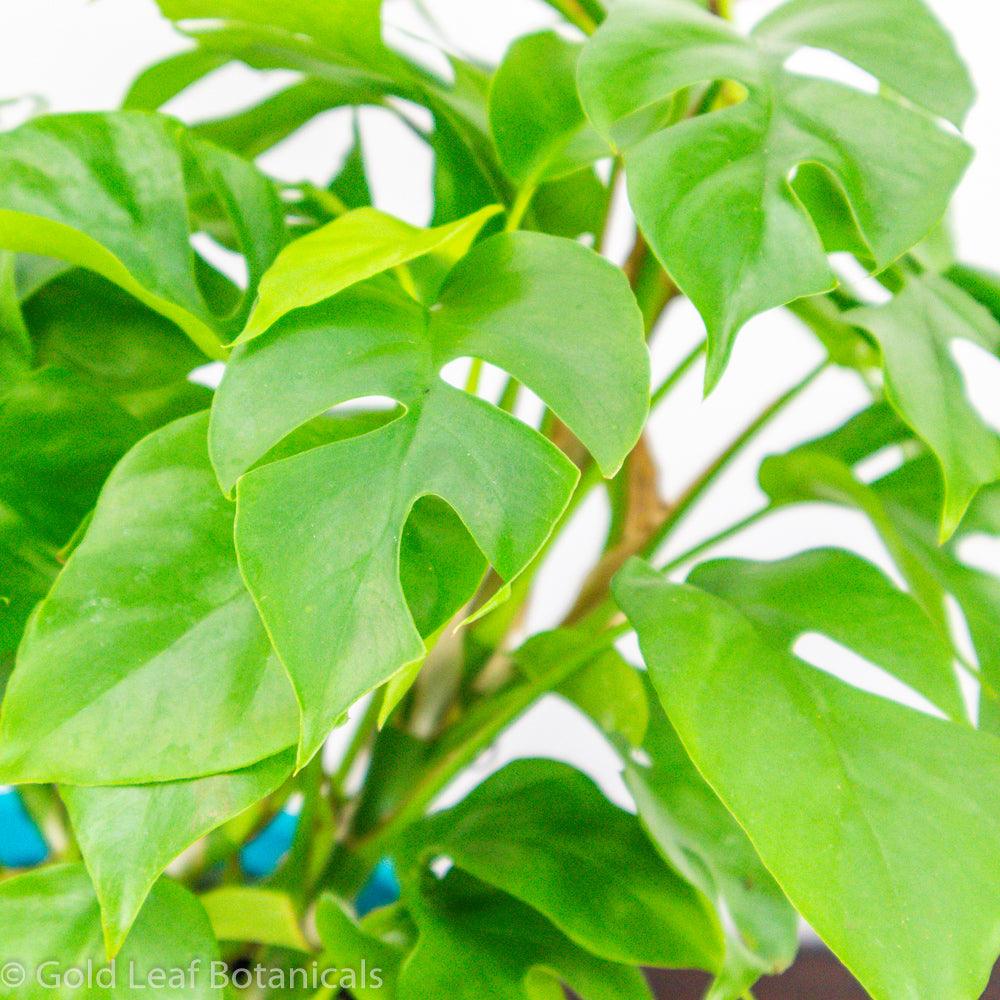 Buy Monstera Minima For Sale