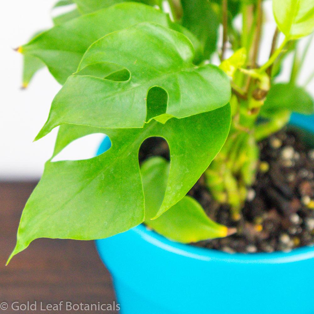 Monstera Minima Soil and Humidity Requirements