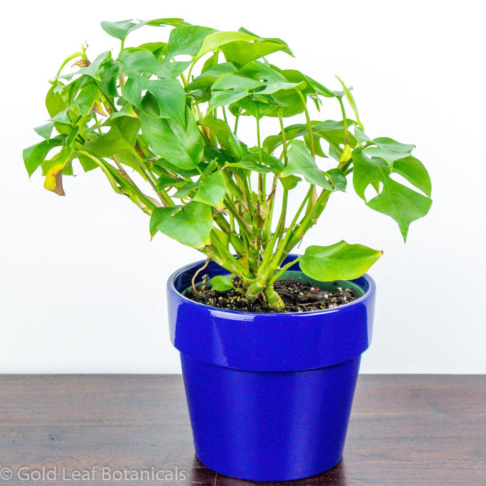 Monstera Minima For Sale Ontario Canada