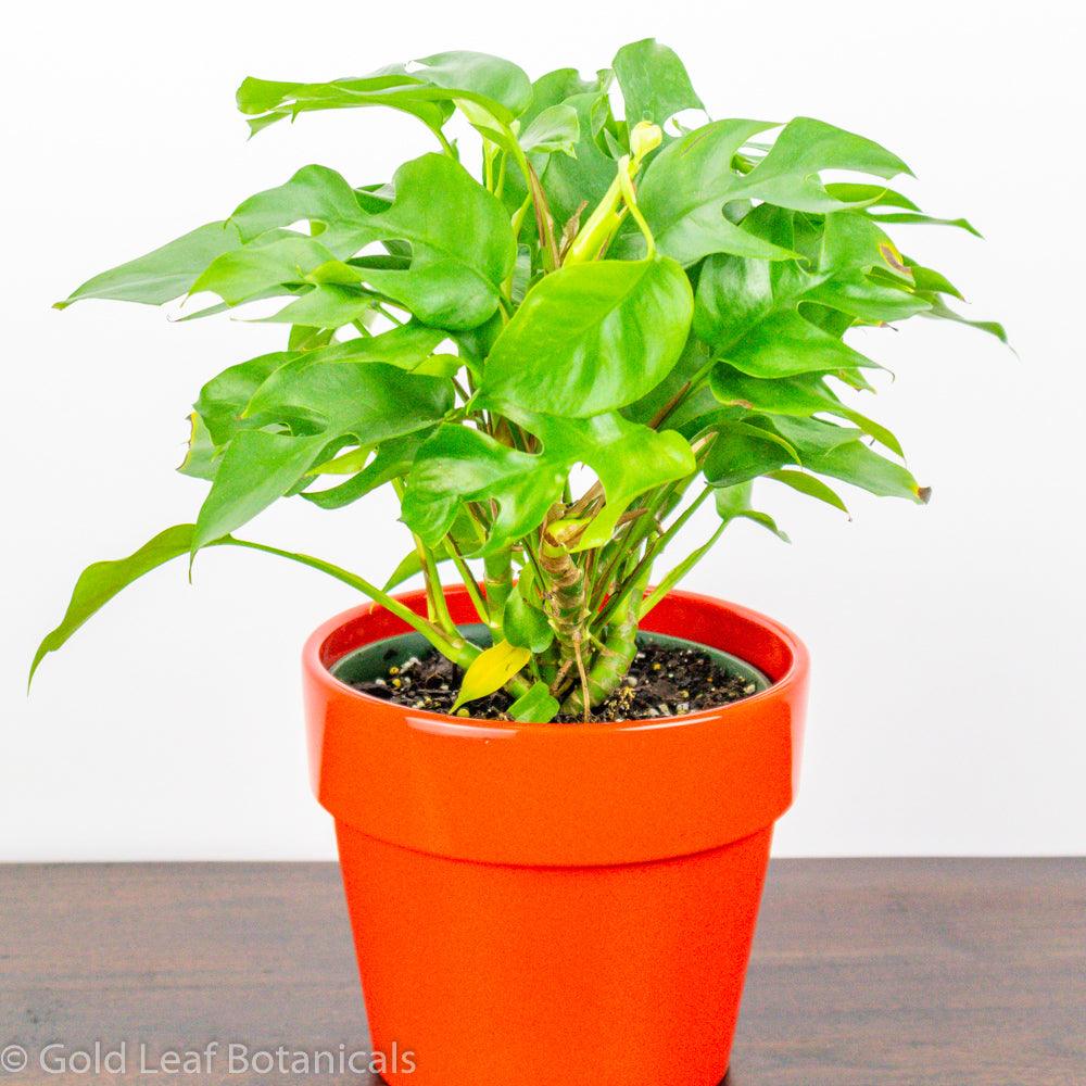 Monstera Minima Water Requirements
